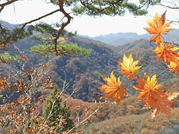 澳門三肖三碼期期準(zhǔn)全年資料，揭示背后的真相與風(fēng)險(xiǎn)警示，澳門三肖三碼期期準(zhǔn)背后的真相與風(fēng)險(xiǎn)警示，警惕違法犯罪問題揭秘。