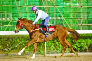 澳門特馬43資料與賭博行為的法律邊界，澳門特馬43資料與賭博行為的法律界限解析