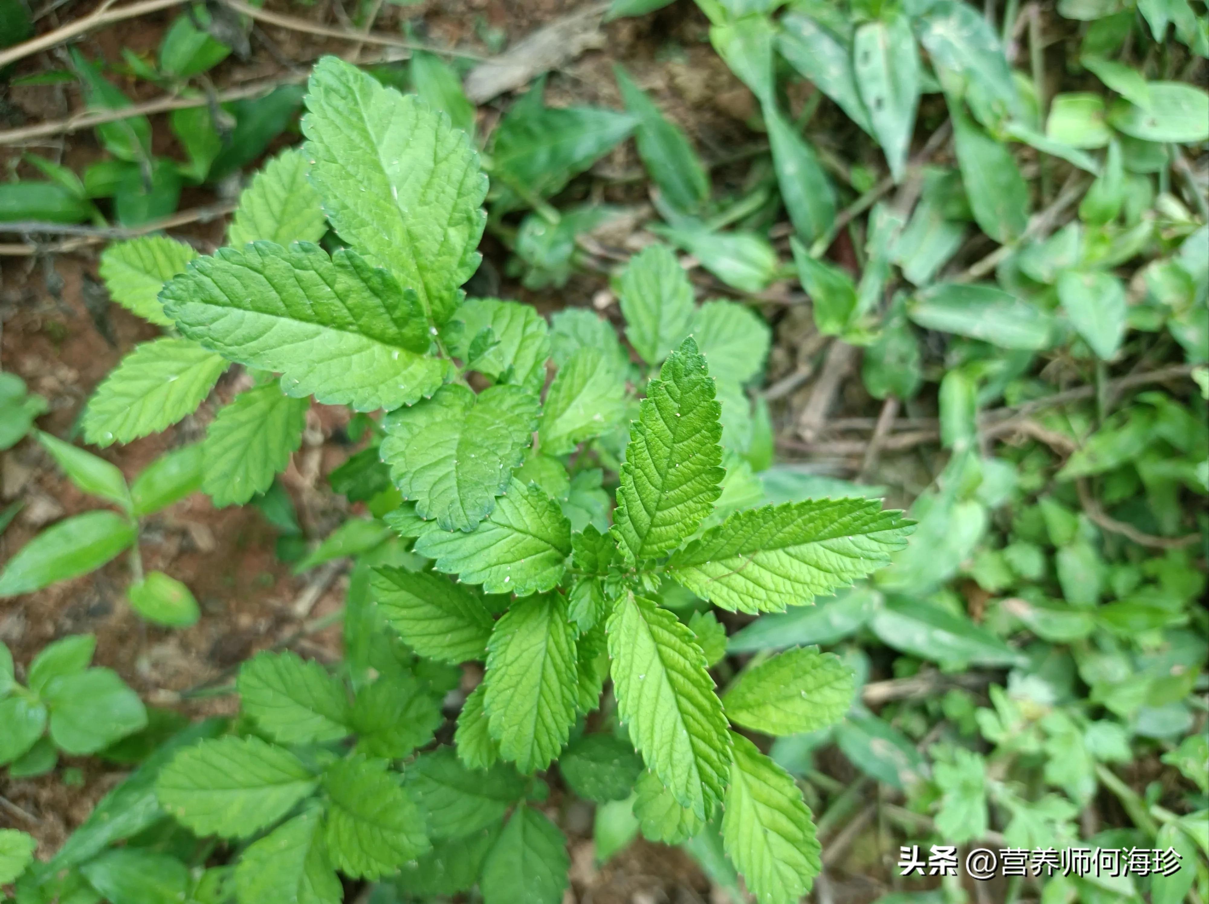 奧司他韋治療流感效果的研究，奧司他韋治療流感效果探究