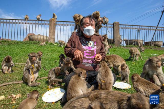 游客與猴子的沖突案例，探究人與自然的和諧共生之道，游客與猴子沖突案例，探究人與自然和諧共生之道