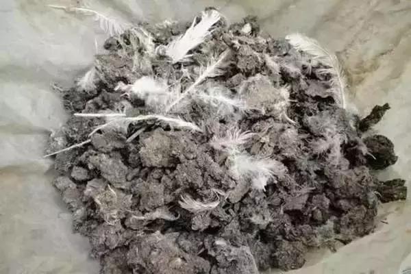 鴿糞最新利用，從廢棄物到寶貴資源的轉(zhuǎn)變，鴿糞資源化利用，從廢棄物到寶貴資源的轉(zhuǎn)變奇跡