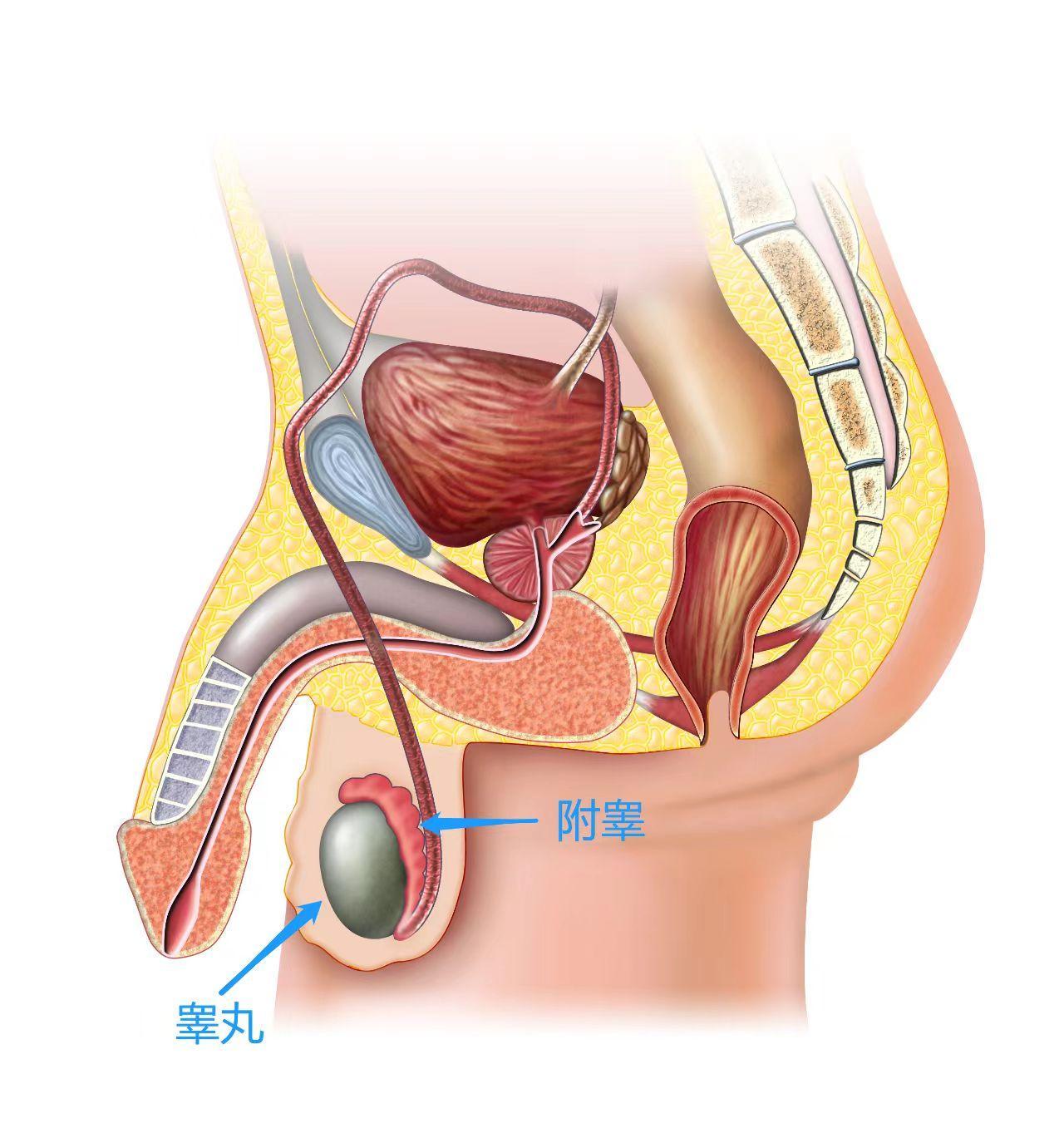 附睪囊腫與憋精之間的關(guān)系解析，附睪囊腫與憋精關(guān)系解析