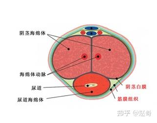 海綿體鍛煉增大，可能性、方法與注意事項，海綿體鍛煉增大指南，可能性、方法與注意事項全解析